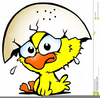 Baby Chick Pictures Clipart Image