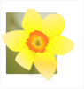 Daffodil Clip Art