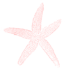 Coral Starfish Clip Art