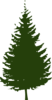 Dark Green Pine  Clip Art
