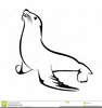 Clipart Sea Lion Image