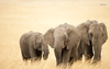 African Elephants X Animal Wallpaper Image
