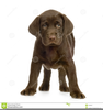 Free Labrador Retriever Clipart Image