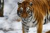 Winter Tiger Stripe Image