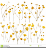 Yellow Rose Clipart Image