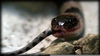 Animals Snake Anaconda Image