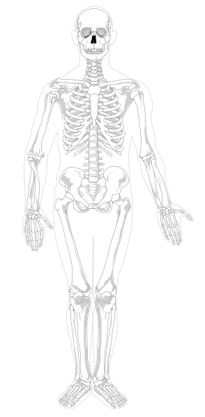 Human Skeleton Front No Text No Color Clip Art at Clker.com - vector clip  art online, royalty free & public domain