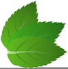 Peppermint Leaf Vector Image