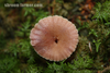 Mushroom Image