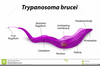 Trypanosoma Gambiense Labeled Image