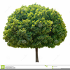 Maple Tree Leaf Clipart Image