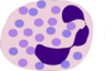 Segmented Neutrophil Clip Art