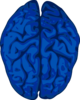 Blue Brain Clip Art