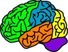 Vector Illustration For A Anatomy Brain In Separate Color Image