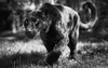 Black Panther Animal Clipart Image