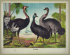 The Ostrich Image