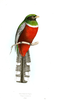 Animal Bird Birds Of Brazil Image