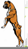 Boxer Dogs Clipart Image