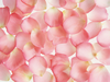 Pink Rose Petal Picture X Image