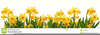 Narcissus Flower Clipart Image