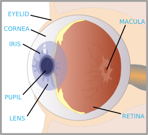 Eye With Labels Clip Art at Clker.com - vector clip art online, royalty  free & public domain