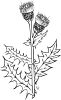 Ku Cirsium Arvense Outline Clip Art