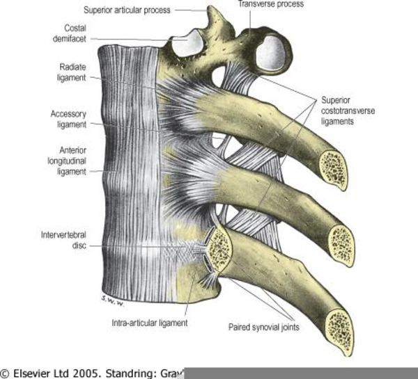 Radiate Costovertebral Ligament | Free Images at Clker.com - vector clip  art online, royalty free & public domain