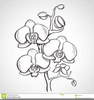 Orchid Sketch Clipart Image