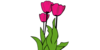 Tulips Image