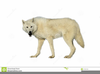 Arctic Wolf Clipart Image