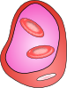 Erythrocyte Red Blood Cell Clip Art