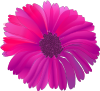 Pink Flower 14 Clip Art