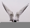Flying Angel Wings Image