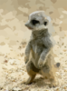 Meerkat Clip Art