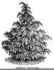 Trees Clipart Black And White Image