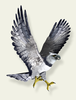 Eagle In Flight Clipart Image
