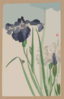 Irises Clip Art