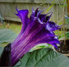 Purple Datura Flower Image