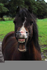 Black Horse Smile Image