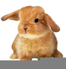 Clipart Baby Bunnies Image
