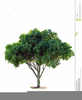 Clipart Of Fig Tree Image