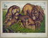 The Lion Family Image