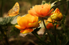 Background With Flower And Butterfl Zvo Image