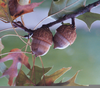 Quercus Coccinea Acorn Image
