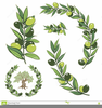 Olive Branch Petition Clipart Image