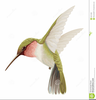 Vintage Hummingbird Clipart Image