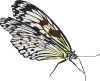 Glombool Butterfly Clip Art