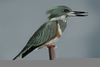 Belted Kingfisher Drawing Image