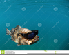 Cool Fish Clipart Image