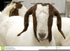 Bore Goat Clipart Image